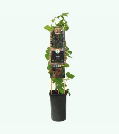 Braam Rubus Himalaya 75 cm klimplant