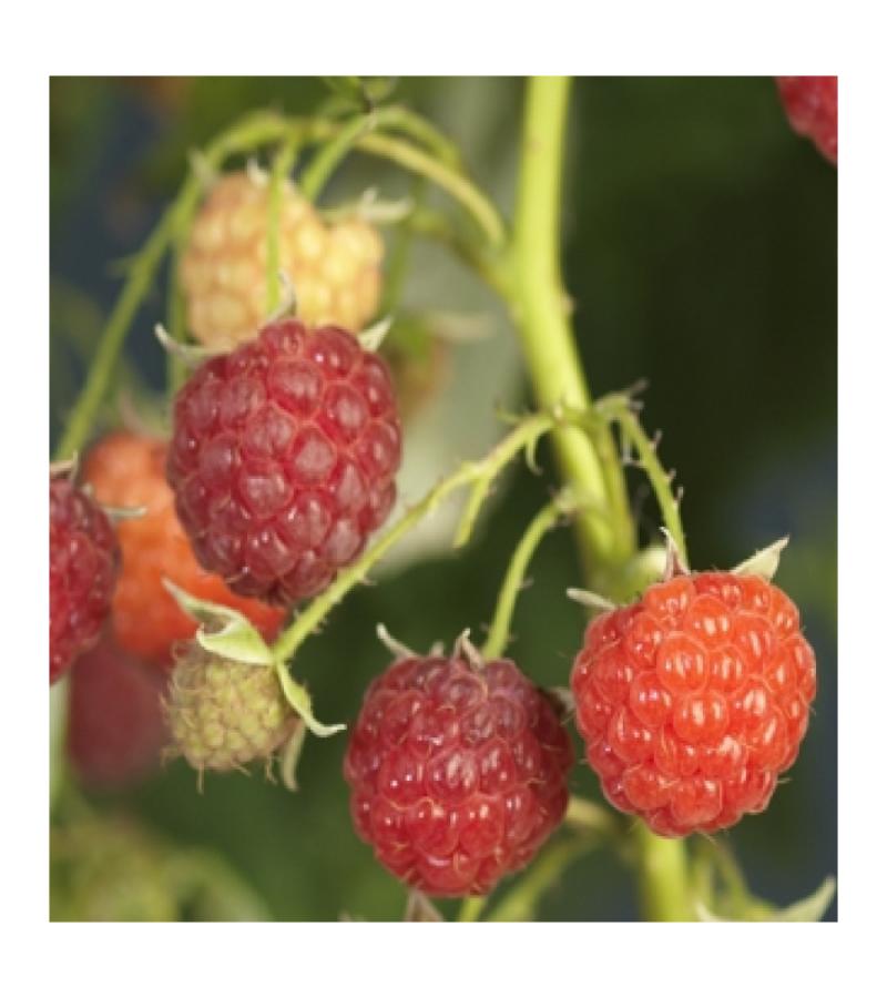 Framboos Rubus Idaeus Autumn Bliss 75 cm klimplant