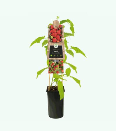 Framboos Rubus Idaeus Autumn Bliss 75 cm klimplant
