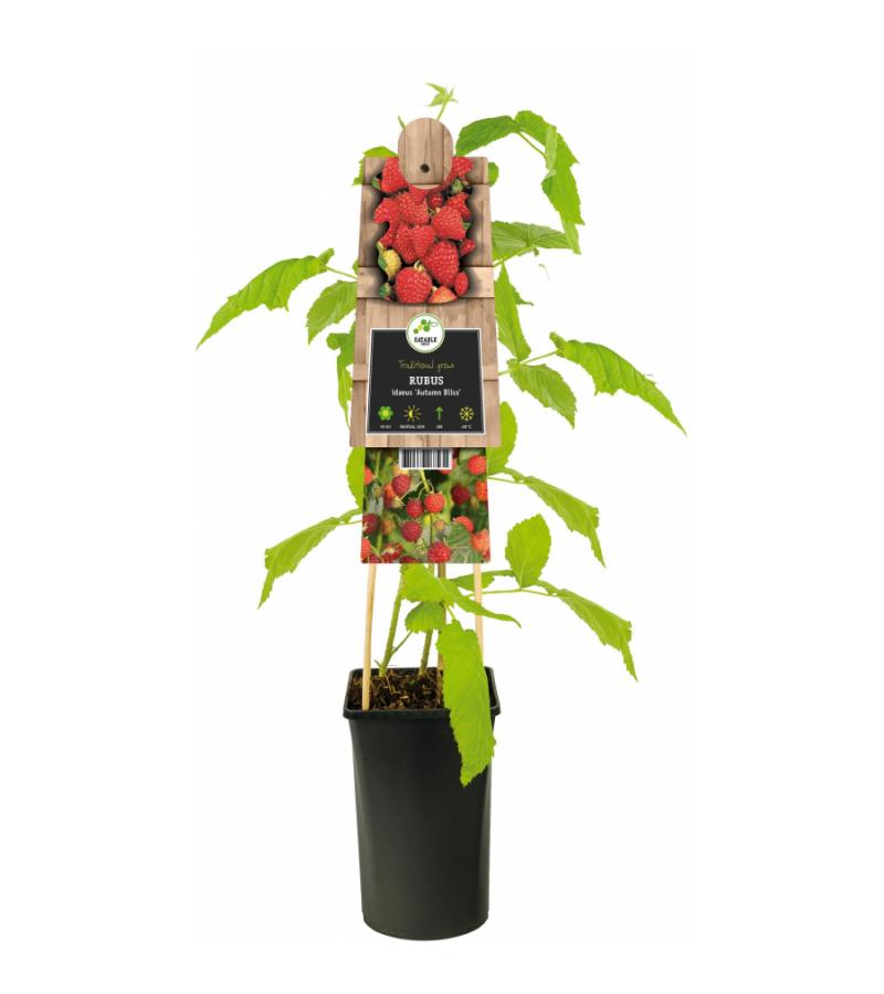 Framboos Rubus Idaeus Autumn Bliss 75 cm klimplant