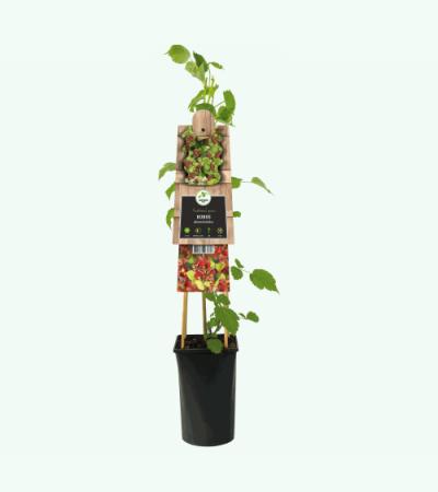 Japanse Wijnbes Rubus Phoenicolasius 75 cm klimplant