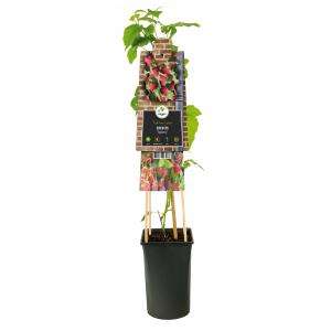 Taybes Rubus Tayberry M 75 cm klimplant