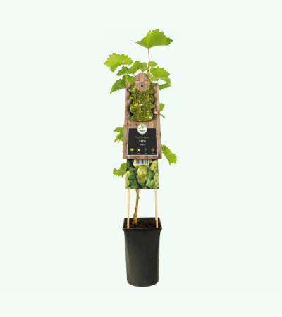 Witte Druif Vitis Bianca 75 cm klimplant