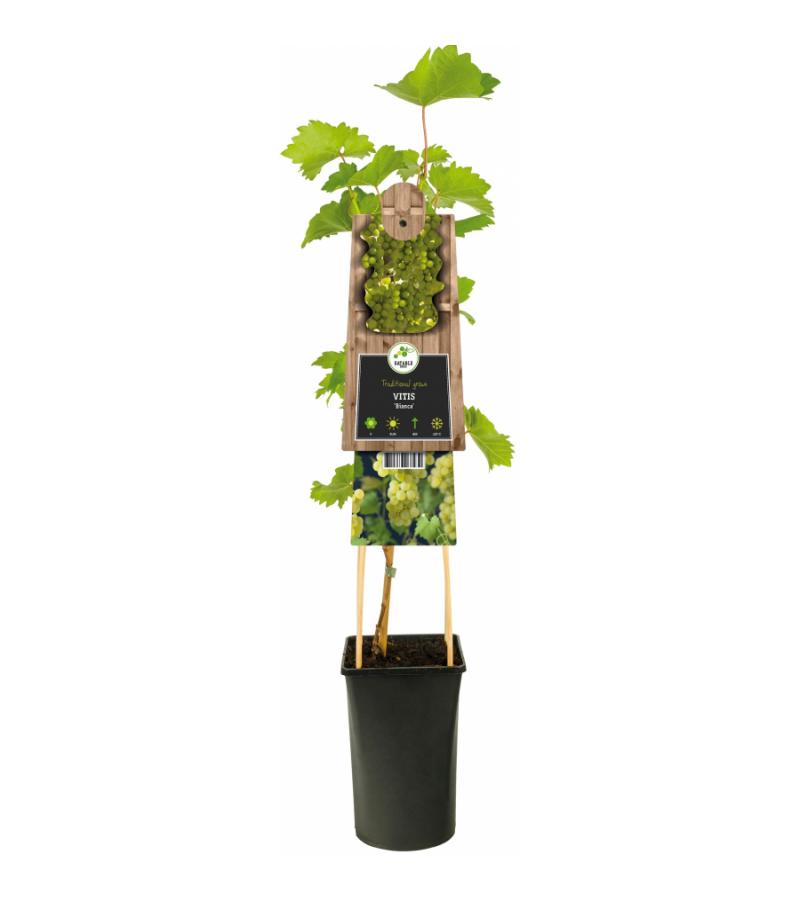 Witte Druif Vitis Bianca 75 cm klimplant