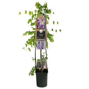 Klimplanten